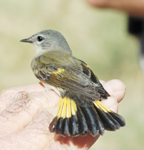 american red start
